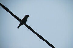 Eurystomus glaucurus