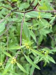Bidens connata