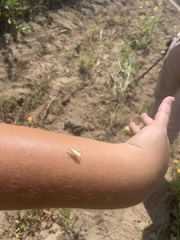 Pterygota