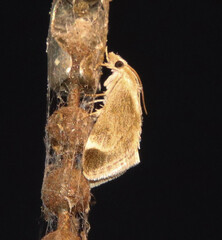 Odontiini