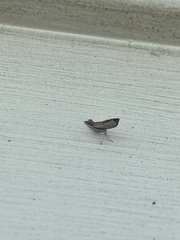 Fissicrambus mutabilis