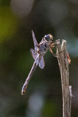 Libellula