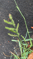Echinochloa colona