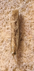 Agriphila