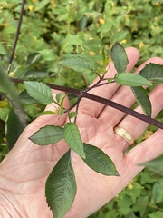 Bidens vulgata