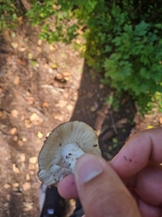 Russula decolorans