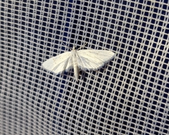 Parapoynx allionealis