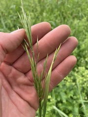 Bromus inermis