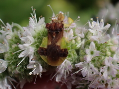 Phymata pennsylvanica