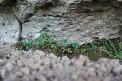 Asplenium ruta-muraria