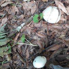 Amanita elliptosperma