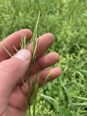 Bromus inermis