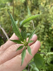 Bidens vulgata