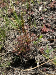 Drosera intermedia