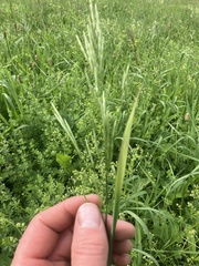 Bromus inermis