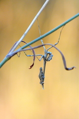 Empusa pennata