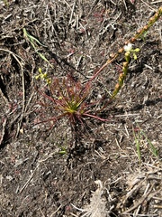 Drosera intermedia