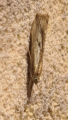 Agriphila