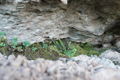 Asplenium trichomanes