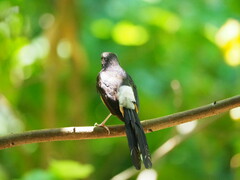 Copsychus malabaricus