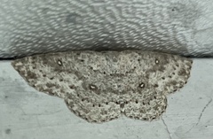 Cyclophora pendulinaria