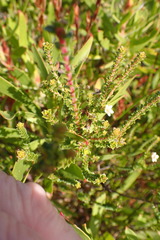 Diosma echinulata