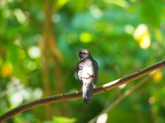 Copsychus malabaricus