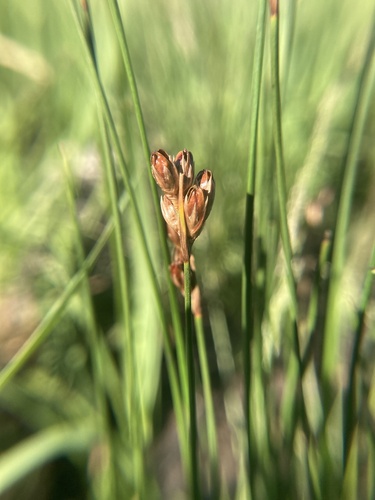 Hall's rush (Juncus hallii)