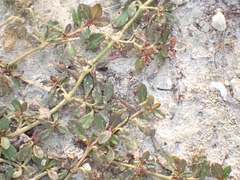 Phyla nodiflora