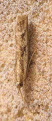 Agriphila