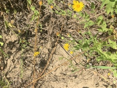 Heterotheca subaxillaris