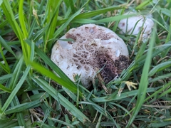 Agaricus bernardii