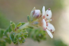 Diosma echinulata