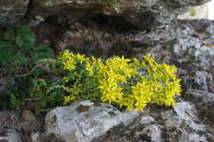 Sedum acre