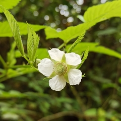 Rubus rosifolius