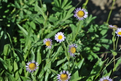 Erigeron glacialis
