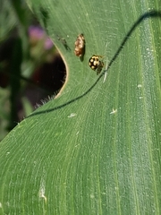 Propylea quatuordecimpunctata