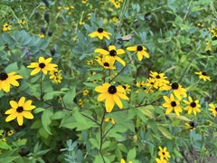 Rudbeckia triloba