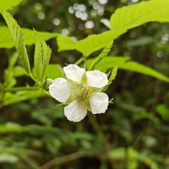 Rubus rosifolius