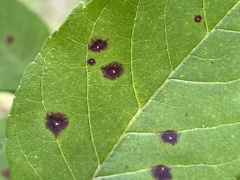 Caryomyia