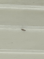 Fissicrambus mutabilis