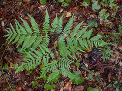Pteridium
