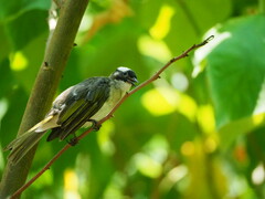 Pycnonotus sinensis formosae