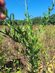 Oenothera gaura
