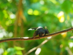 Copsychus malabaricus
