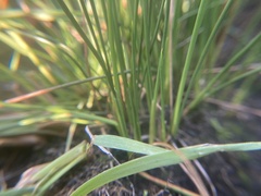 Juncus hallii