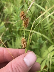 Carex flava