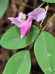 Indigofera venulosa