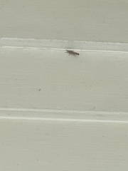 Fissicrambus mutabilis