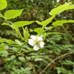 Rubus rosifolius